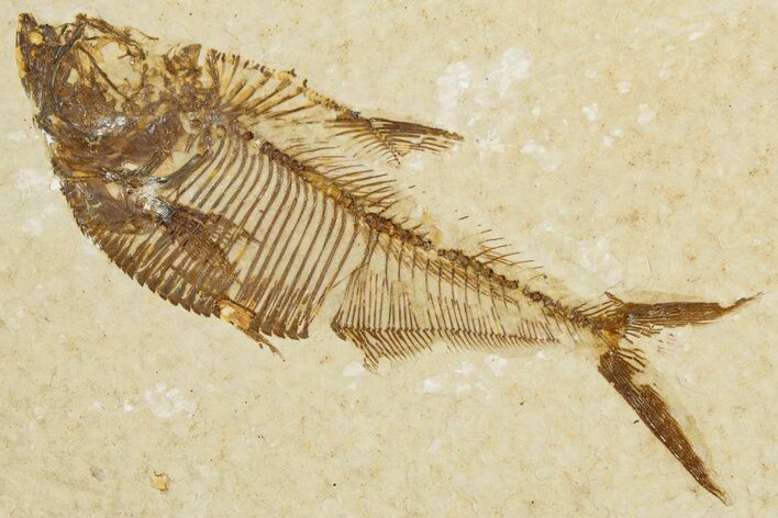 Detailed Fossil Fish (Diplomystus) - Wyoming #355603